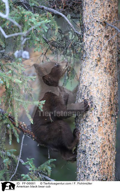 junger Amerikanischer Schwarzbr / American black bear cub / FF-06681