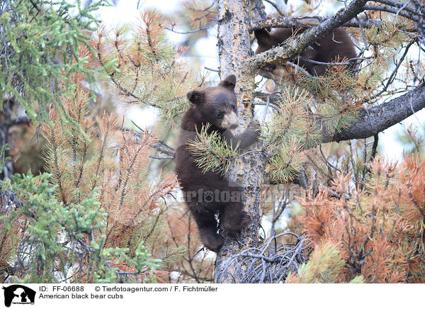 junge Amerikanische Schwarzbren / American black bear cubs / FF-06688