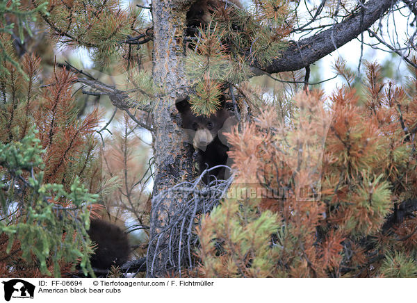 junge Amerikanische Schwarzbren / American black bear cubs / FF-06694