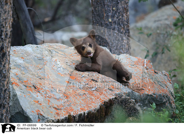 junger Amerikanischer Schwarzbr / American black bear cub / FF-06699