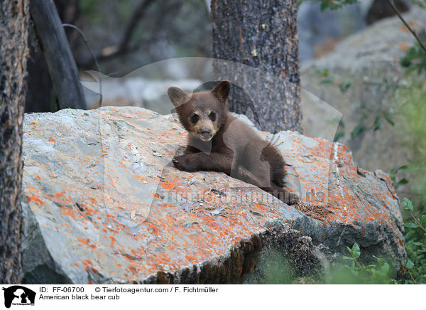 junger Amerikanischer Schwarzbr / American black bear cub / FF-06700