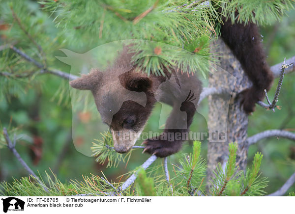 junger Amerikanischer Schwarzbr / American black bear cub / FF-06705