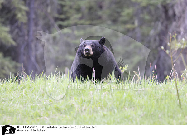 Amerikanischer Schwarzbr / American black bear / FF-12287