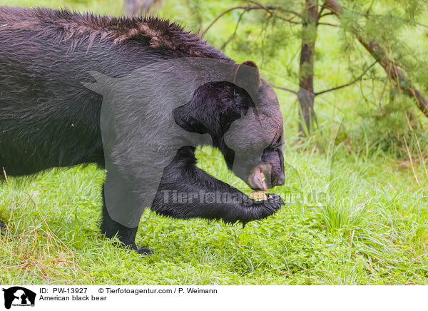 Amerikanischer Schwarzbr / American black bear / PW-13927