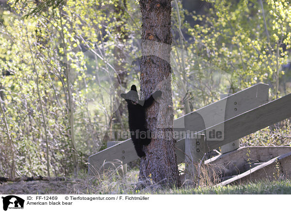 Amerikanischer Schwarzbr / American black bear / FF-12469