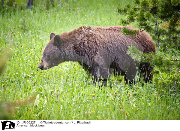 American black bear / JR-06227