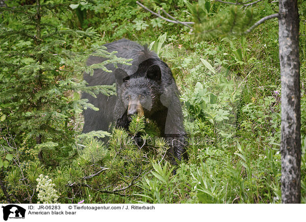 Amerikanischer Schwarzbr / American black bear / JR-06283