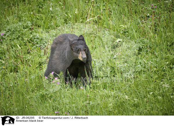 Amerikanischer Schwarzbr / American black bear / JR-06295