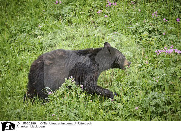 Amerikanischer Schwarzbr / American black bear / JR-06296