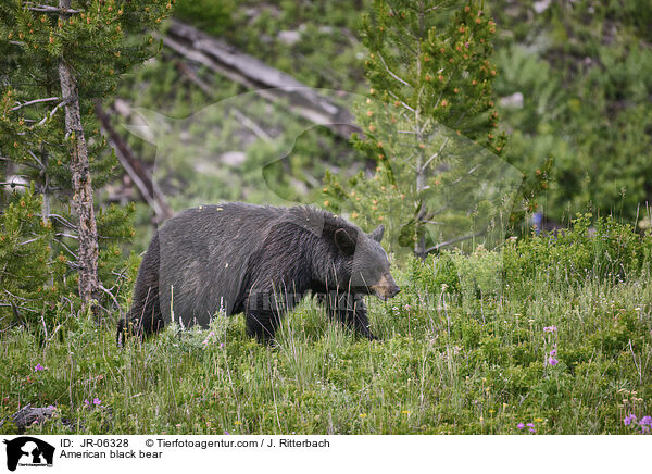 American black bear / JR-06328