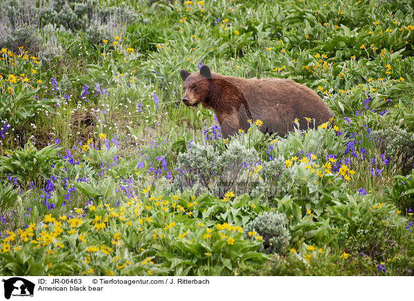 American black bear / JR-06463