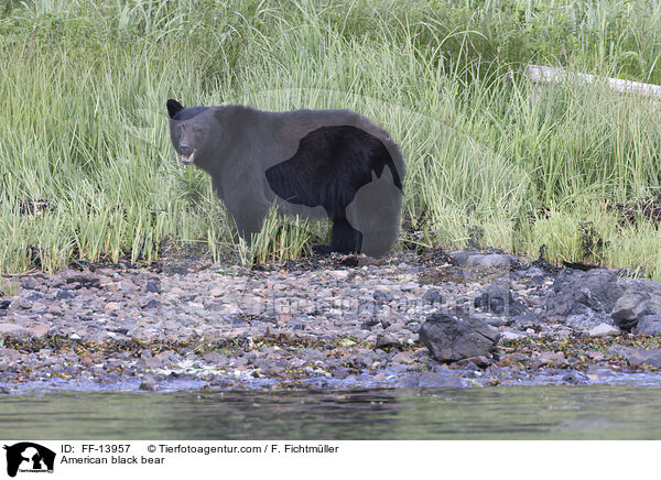 American black bear / FF-13957