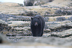 American black bear