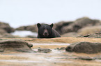 American black bear