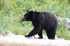 American black bear