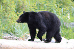 American black bear