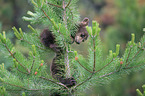 American black bear cub