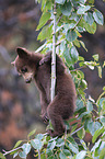 American black bear cub