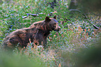 American black bear