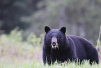 American black bear