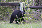 American black bear