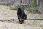 American black bear