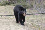 American black bear