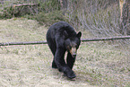 American black bear