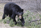 American black bear