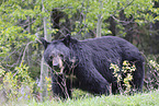 American black bear