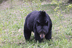 American black bear