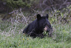 American black bear