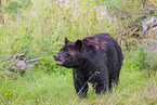 American black bear