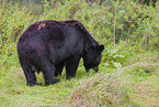 American black bear