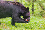 American black bear