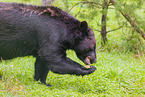 American black bear