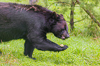 American black bear