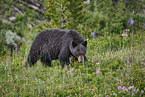 American black bear