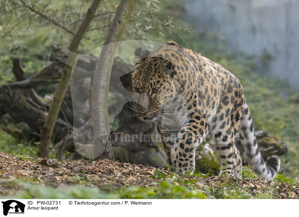 Amurleopard / Amur leopard / PW-02731