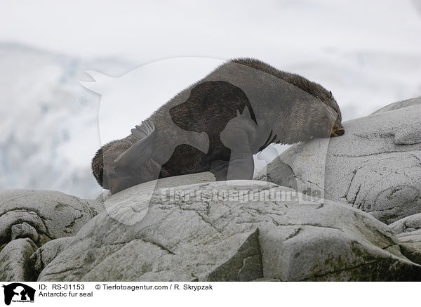 Antarktischer Seebr / Antarctic fur seal / RS-01153