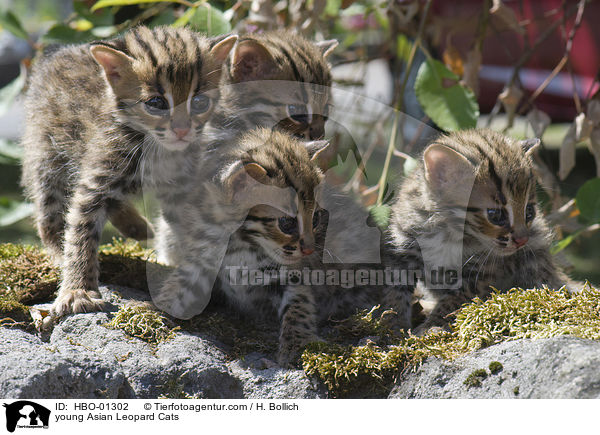 junge Asian Leopard Cats / young Asian Leopard Cats / HBO-01302