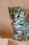 young Asian Leopard Cat