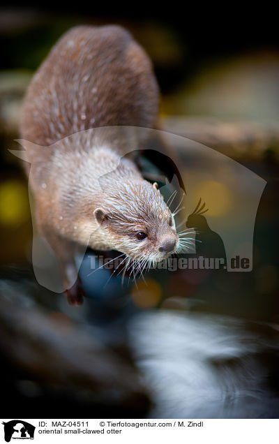 oriental small-clawed otter / MAZ-04511
