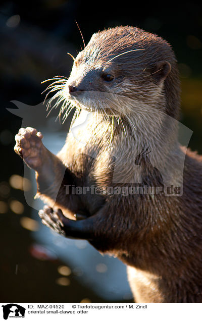 Zwergotter / oriental small-clawed otter / MAZ-04520