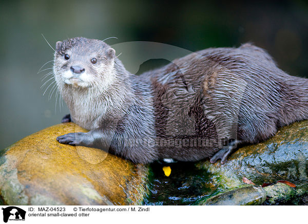 Zwergotter / oriental small-clawed otter / MAZ-04523