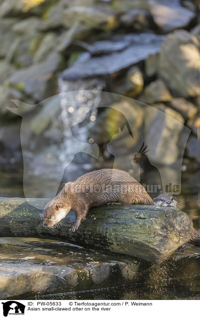 Asian small-clawed otter on the river / PW-05633
