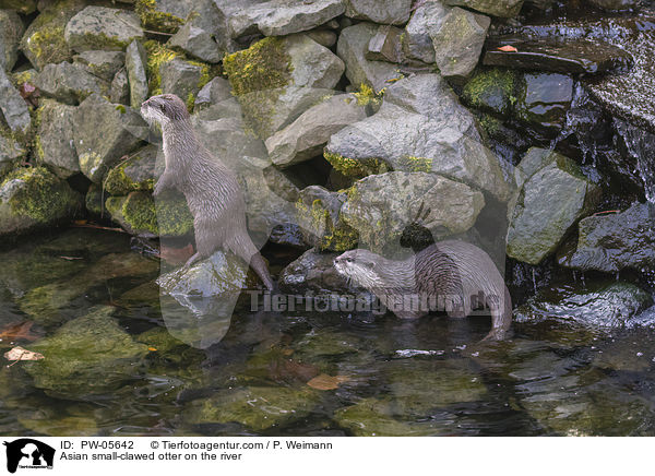 Asian small-clawed otter on the river / PW-05642