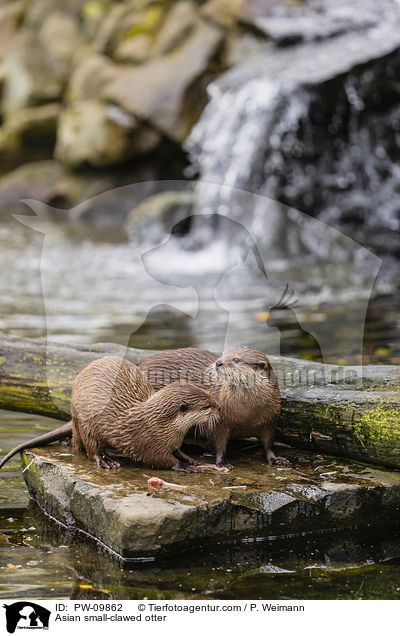 Asian small-clawed otter / PW-09862