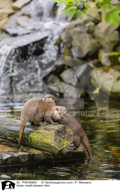 Asian small-clawed otter / PW-09864