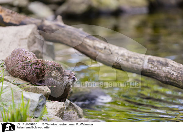 Zwergotter / Asian small-clawed otter / PW-09865